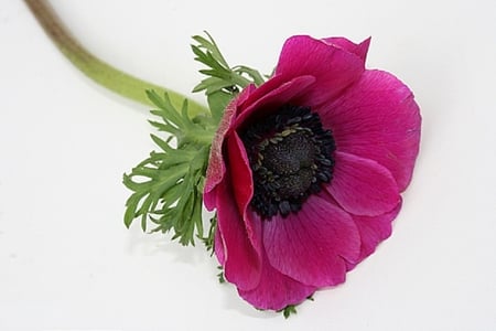 ~ ANEMONE ~