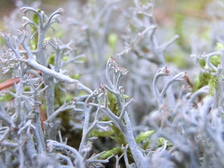 White moss - sand, white, forest, moss