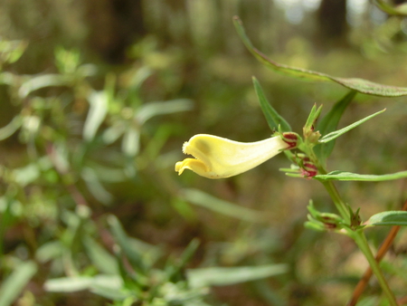 Yellow grassy blossom - grass, yellow, forest, blossom