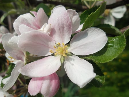 Apple flower - beutiful, flower, nature, summer