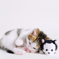 cat and kitty