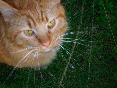 cute little chub - brown, animals, cats, chubs, kitten