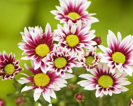 Chrysanthemum Daisies - white, flower, pretty, pink, chrysanthemum, petal, daisy