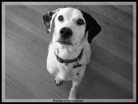 waiting_in_expectation - white, funny, animals, dogs, cute