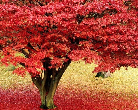 Maple Tree  in Autumn - fall, ground, red, leaves