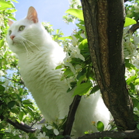 Kitty meets Tree