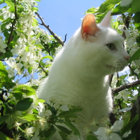 Kitty meets Tree 1