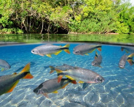 Characins or Piraputangas Brazil - fish, clear, trees, water