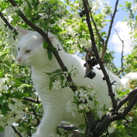 Kitty meets Tree 2
