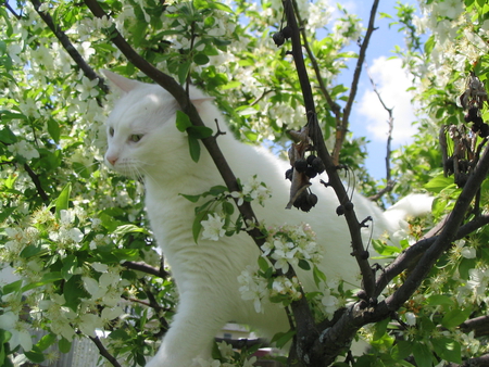 Kitty meets Tree 2 - trees, animals, cats, kitty, kitten