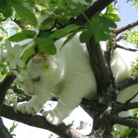 Kitty meets Tree 3