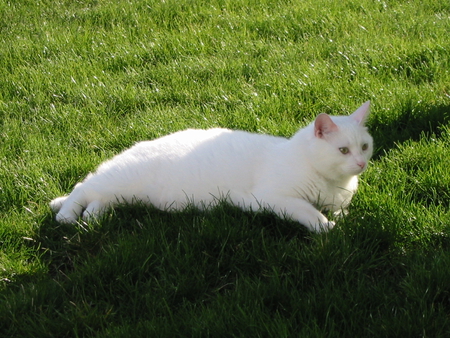 white cat - white, kitty, animals, kitten, cat, grass