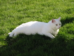 white cat