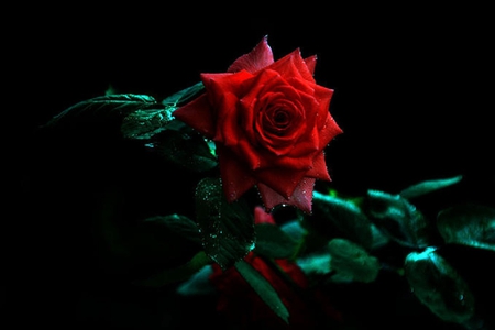 GIFT OF NATURE - leaves, dark, lovely, rose