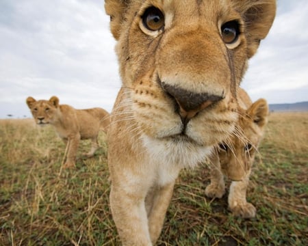 Lion Cubs Closeup - ground, cubs, sky, cat