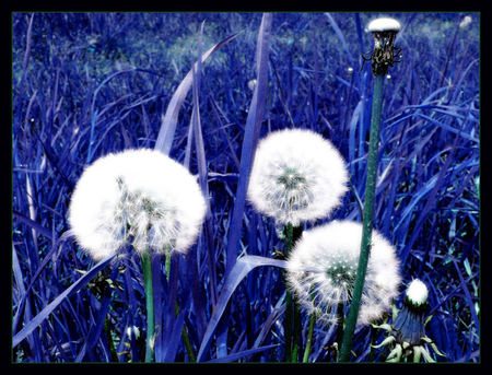 3 wishes - white, nature, pretty, blue, flowers