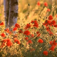 poppy field