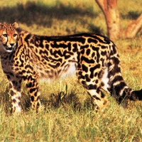 King Cheetah Dedicated to my Cheetah Friend Ramya