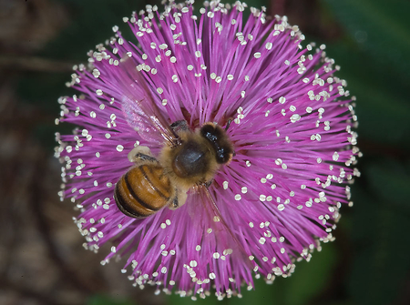 Pollenating - bee, nature, purple, pollenation, beauty, flower