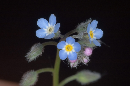 Little Bit of Blue - nature, beauty, blue, flower, little