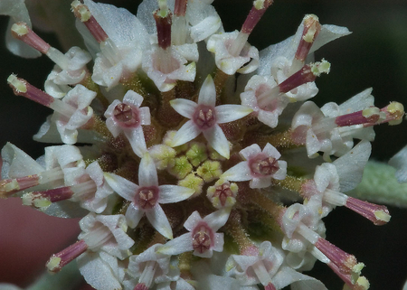 White Flowers - white, nature, beauty, flowers, little