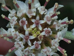 White Flowers