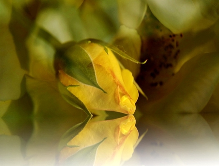 Yellow RosE - rose, reflection, beautiful, flowers, yellow