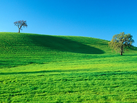 Two trees in the field - trees, nature, green, grass, field, pasture