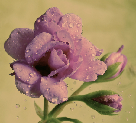 Drops on purple beauty