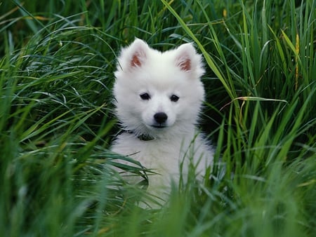 White dog in field - white, eskimo, dog, grass, field