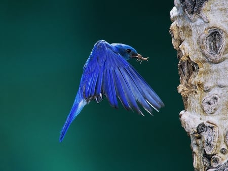 Mountain bluebird - nature, montain, blue, animal, bird