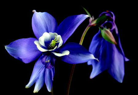 Striking blue - beauty, beutiful, background, image, nature, striking, blue, flowers, effect