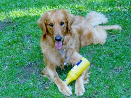 He Loves To Play - fun, retriever, jazz, dog