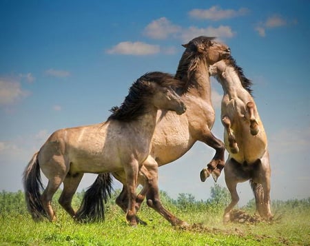 The challenge - buckskin, horses, grass, stallions, fighting, wild, sky