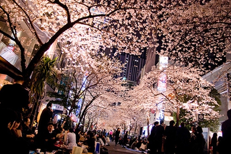 Street night sakura - street, night, sakura, cherry blossoms