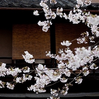 Japan Temple Sakura