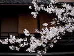 Japan Temple Sakura