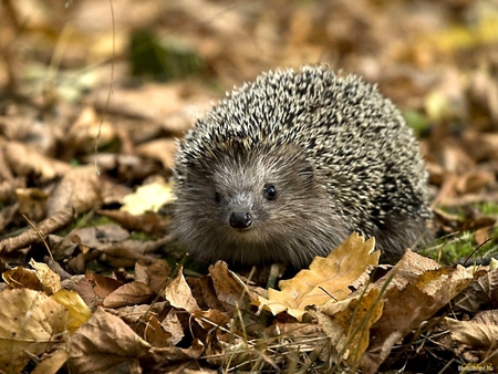 Hedgehog's Dilemma - animal, nature, hedgehog, autumn, love