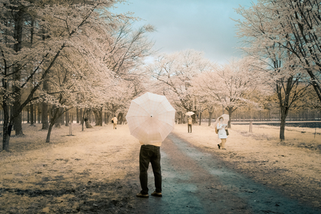 Umbrella - people, trees, umbrella, soft, beautiful