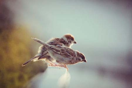 Together - sparrow, birds, nature, cute, animals