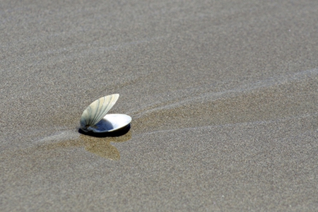 Gone... - beach, shell, sea, gone