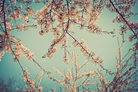 Cherry Blossom - sky, cherry blossom, trees, beautiful