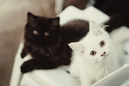 Black and White - black, cute, cats, white