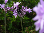 Purple Flowers