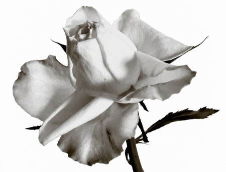 White for Sorrow and Hope - hope, sorrow, white, rose