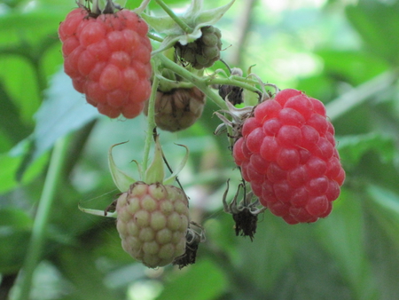 Raspberries - nature, mc, raspberries, fruits