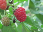 Raspberries