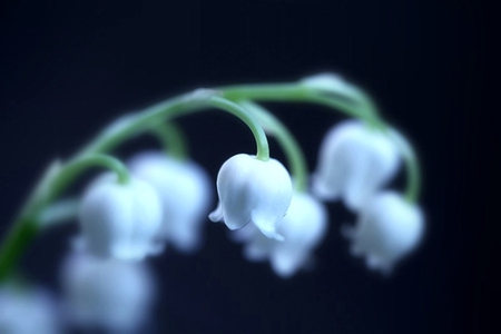 Sweet Lily of the Valley - white, valley, lily, sweet, flowers