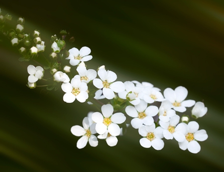 White Flowers - flowers, white, delicate, nature