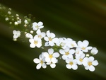 White Flowers